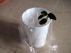 arbolito 001.JPG
